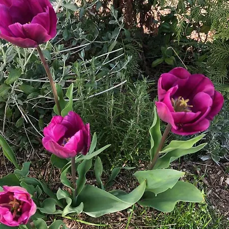 Maribeach Apartamento *