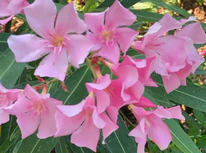 Maribeach * Cavallino-Treporti