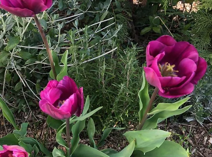 Maribeach Lejlighed *