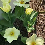 Maribeach Apartman Cavallino-Treporti