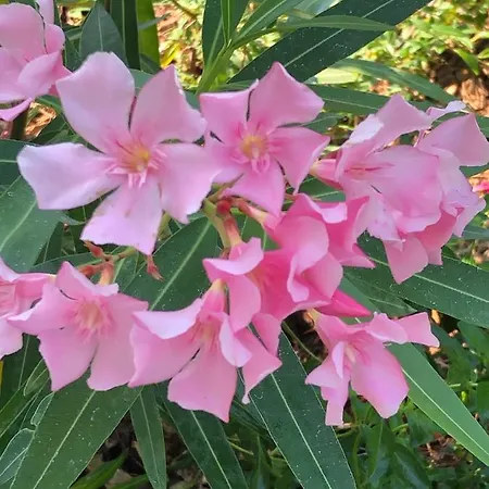 Maribeach * Каваллино